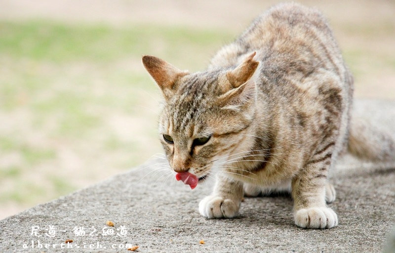 貓之細道．廣島尾道景點（因北川景子拍攝相機廣告大紅） @愛伯特吃喝玩樂全記錄
