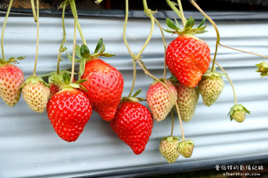 苗栗大湖．如意高架牛奶草莓（巴掌大的草莓飽水度跟口感超讚） @愛伯特吃喝玩樂全記錄