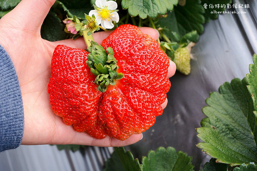 苗栗大湖．如意高架牛奶草莓（巴掌大的草莓飽水度跟口感超讚） @愛伯特吃喝玩樂全記錄