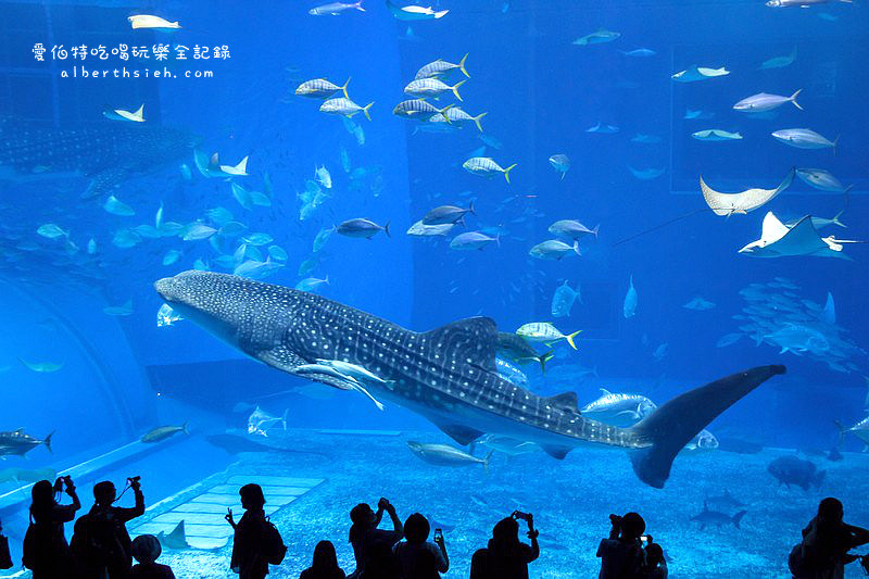 沖縄美麗海水族館（令人驚艷的世界最大規模水族館） @愛伯特吃喝玩樂全記錄