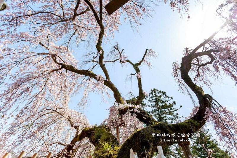 冰室神社．奈良必去景點（美麗的大枝垂櫻之櫻花瀑布） @愛伯特吃喝玩樂全記錄