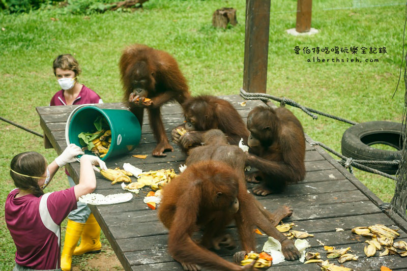 馬來西亞沙巴景點．山打根：西必洛人猿庇護中心（紅毛猩猩也在學跳Jolin跳舞） @愛伯特吃喝玩樂全記錄