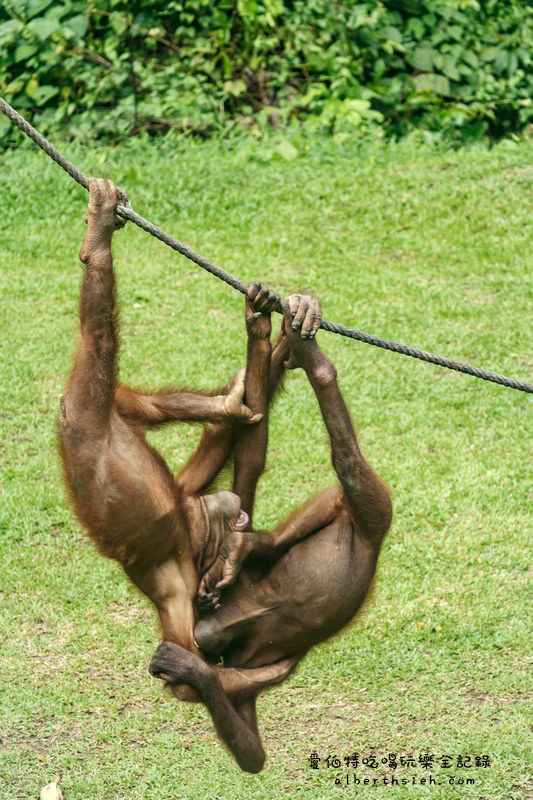 馬來西亞沙巴景點．山打根：西必洛人猿庇護中心（紅毛猩猩也在學跳Jolin跳舞） @愛伯特吃喝玩樂全記錄