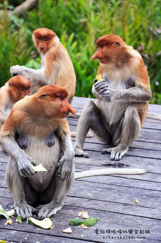 馬來西亞沙巴景點．山打根：拉卜灣長鼻猴保護區（18禁之野外實境秀） @愛伯特吃喝玩樂全記錄
