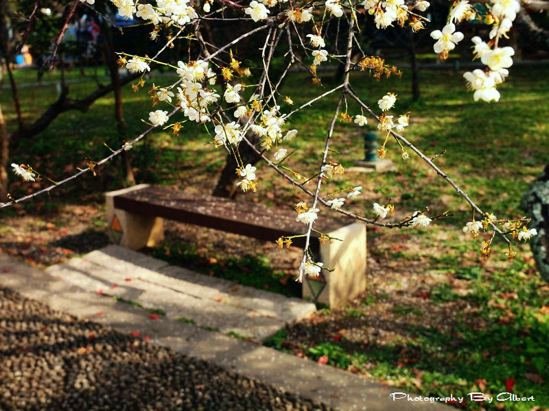 【梅花】桃園復興．角板山公園（賞梅趣） @愛伯特吃喝玩樂全記錄