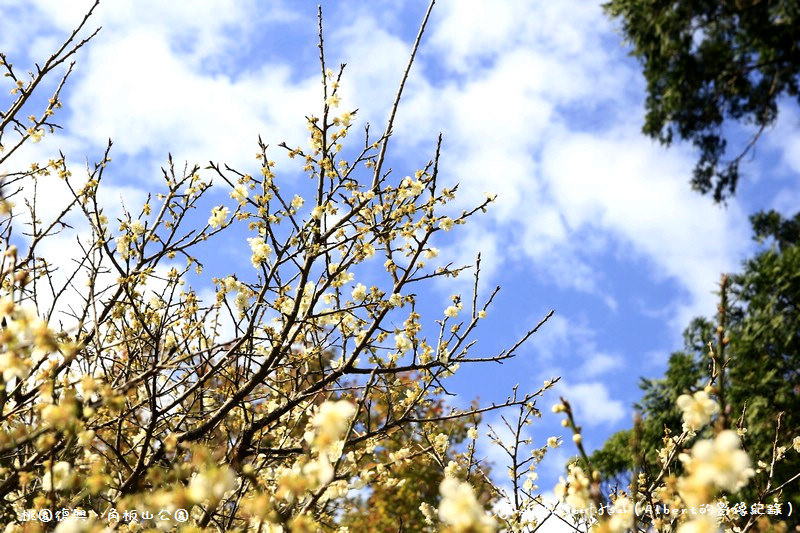 【梅花】桃園復興．角板山（藍天搭配梅花令人放鬆的景色） @愛伯特吃喝玩樂全記錄