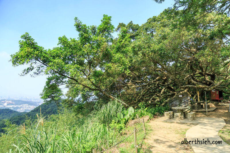 福源山步道百年大榕樹．龜山景點