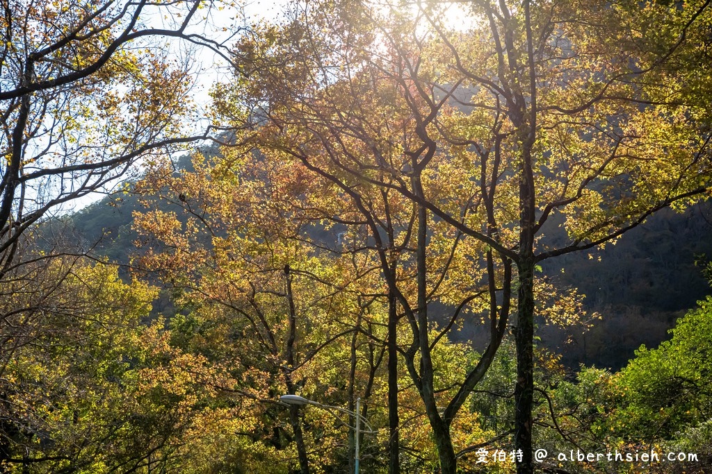 桃園石門水庫楓葉（北台灣低海拔最佳的賞楓景點，楓林步道種植千棵楓樹/槭樹超壯觀） @愛伯特吃喝玩樂全記錄