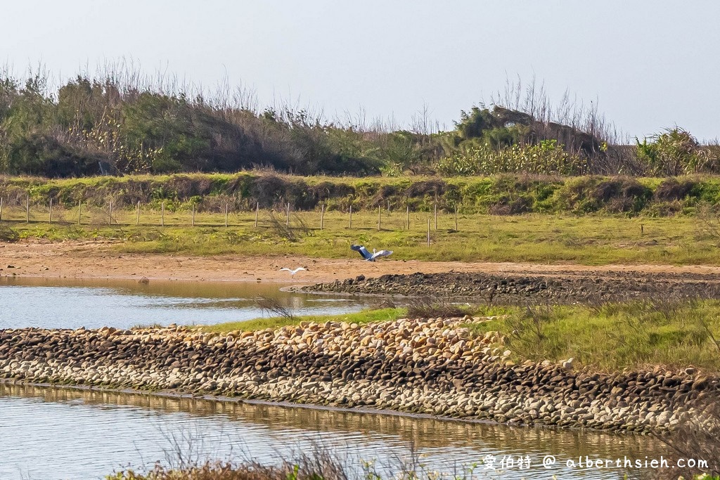 許厝港濕地，桃園大園景點（北台灣最大的海岸濕地，候鳥過冬棲息地，絕佳賞鳥地點） @愛伯特吃喝玩樂全記錄