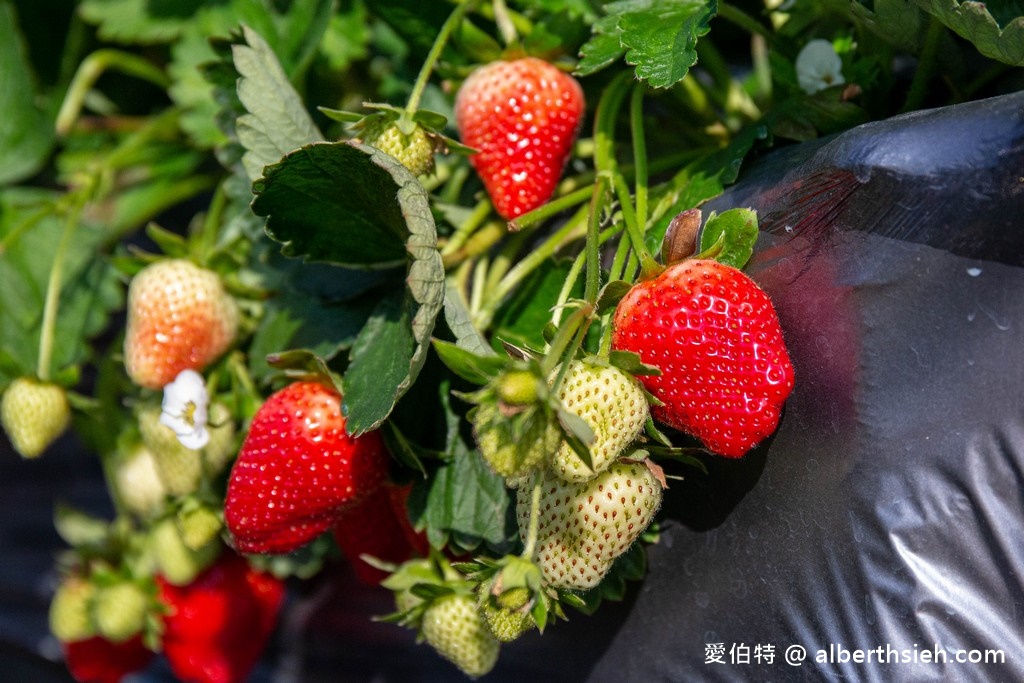苗栗大湖採草莓．雙坑高架草莓園