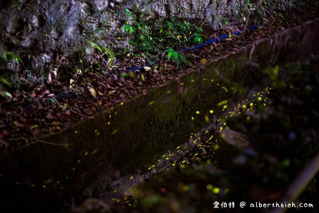 桃園螢火蟲．舊百吉隧道，百吉林蔭步道（路邊就可以輕鬆賞螢） @愛伯特吃喝玩樂全記錄