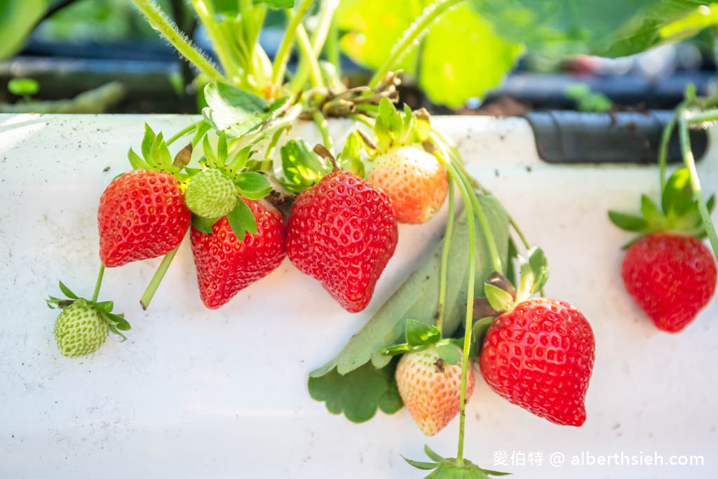 南投埔里採草莓推薦．台一生態休閒農場（無毒草莓季開跑，草莓盒隨你裝到滿最低只要150） @愛伯特吃喝玩樂全記錄