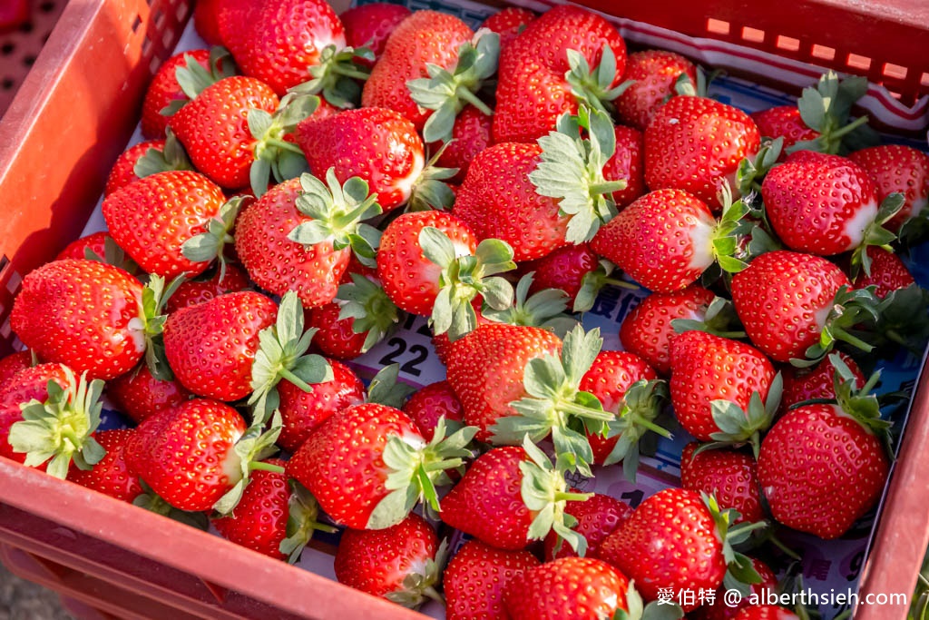 2023苗栗大湖採草莓推薦．雙坑高架草莓園/宋高架草莓園（雙坑品質好，有分區每次都採到鮮甜大顆的草莓） @愛伯特吃喝玩樂全記錄