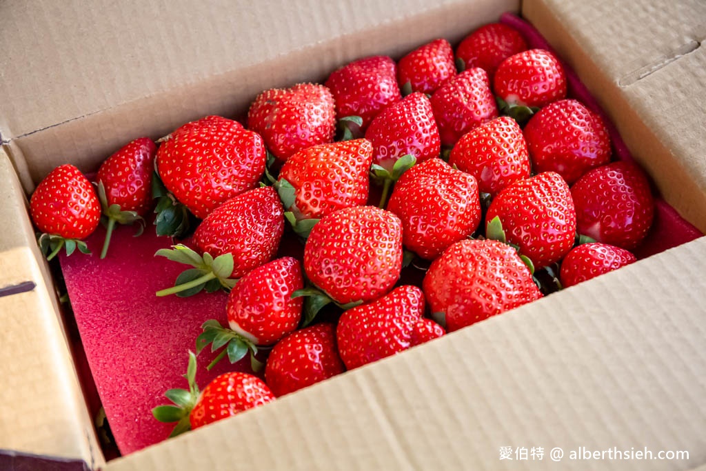 2023苗栗大湖採草莓推薦．雙坑高架草莓園/宋高架草莓園（雙坑品質好，有分區每次都採到鮮甜大顆的草莓） @愛伯特吃喝玩樂全記錄
