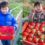 網站近期文章：2023苗栗大湖採草莓推薦．雙坑高架草莓園/宋高架草莓園（雙坑品質好，有分區每次都採到鮮甜大顆的草莓）