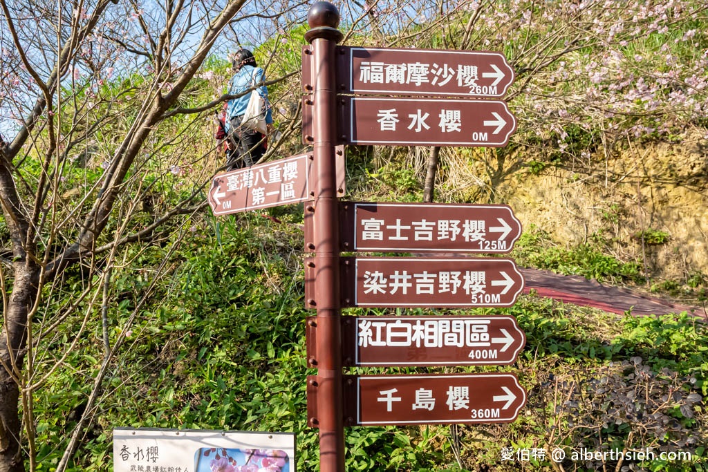 三峽大熊櫻花林．新北櫻花景點