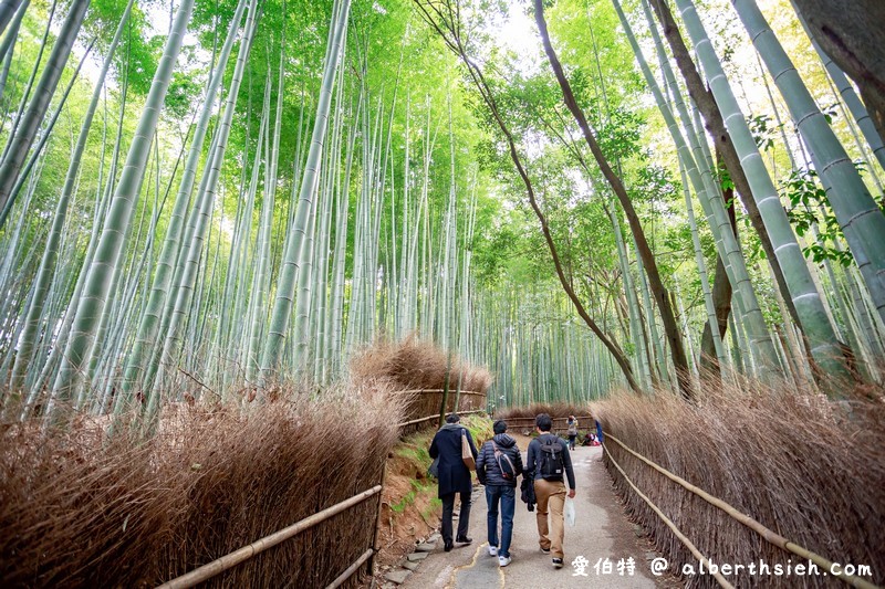 京都嵐山景點。嵯峨野竹林小徑