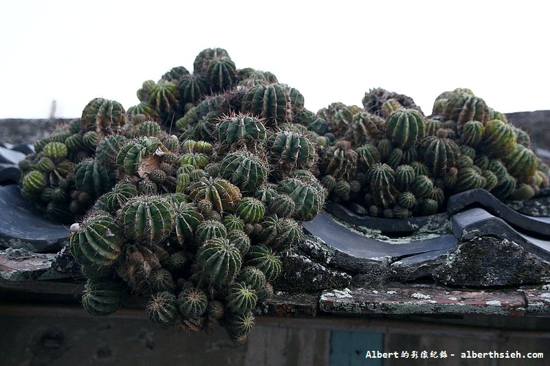 雲林口湖：老舊屋頂的仙人掌