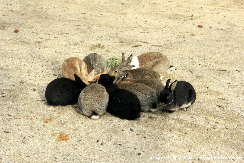 大久野島-ウサギ島(兔島)．廣島竹原景點（超多可愛兔子向你飛奔而來） @愛伯特吃喝玩樂全記錄