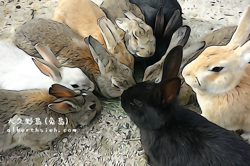大久野島-ウサギ島(兔島)．廣島竹原景點（超多可愛兔子向你飛奔而來） @愛伯特吃喝玩樂全記錄