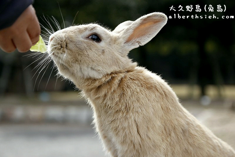 日本廣島．ウサギ島(兔島)