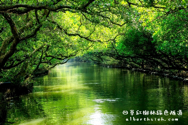 台南安南景點．四草紅樹林綠色隧道（海上森林台灣亞馬遜河）