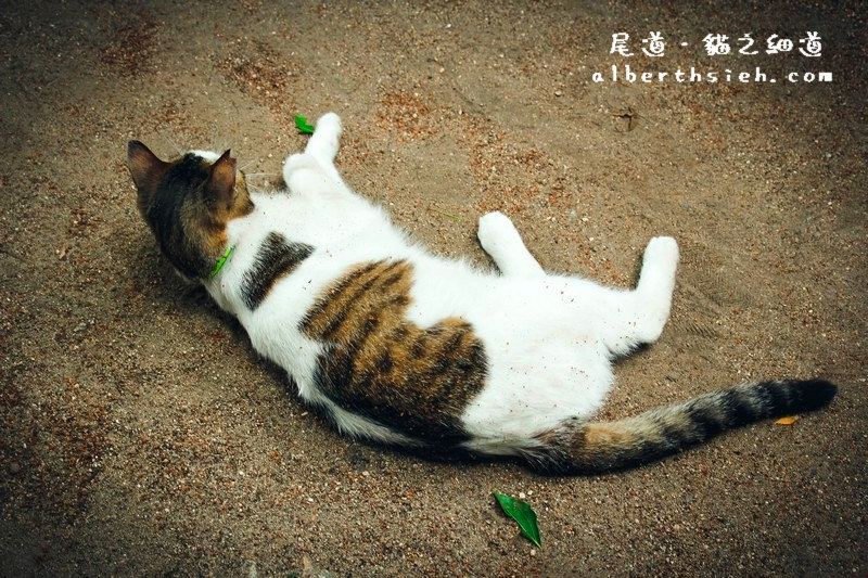 貓之細道．廣島尾道景點（因北川景子拍攝相機廣告大紅） @愛伯特吃喝玩樂全記錄