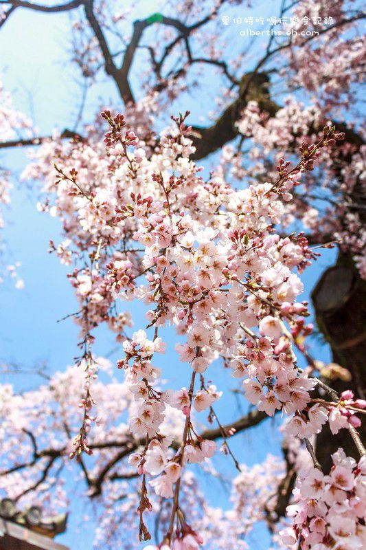 日本奈良櫻花．冰室神社
