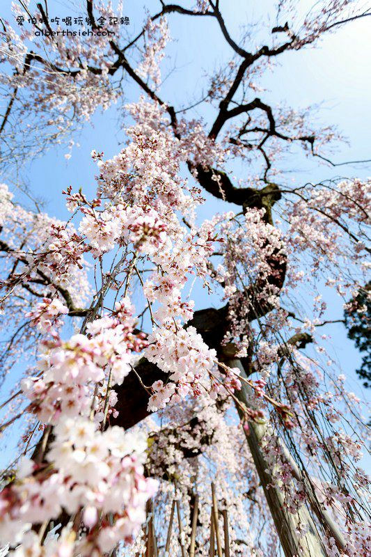 日本奈良櫻花．冰室神社