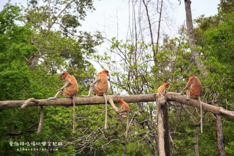 馬來西亞沙巴景點．山打根：拉卜灣長鼻猴保護區（18禁之野外實境秀） @愛伯特吃喝玩樂全記錄