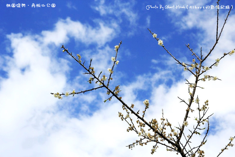 【梅花】桃園復興．角板山（藍天搭配梅花令人放鬆的景色）