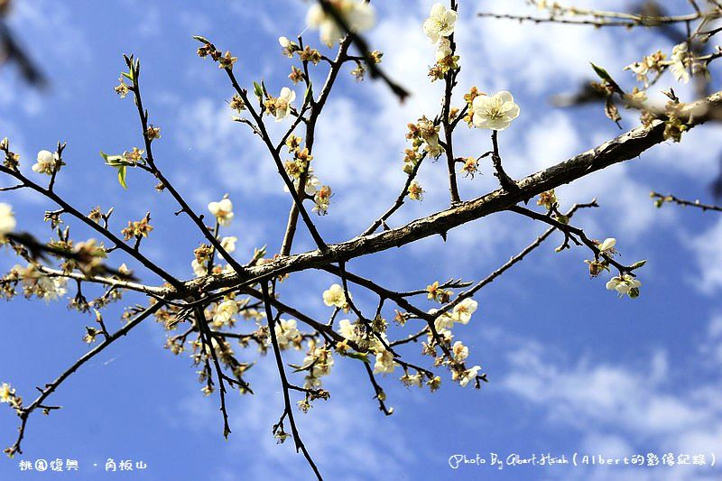 【梅花】桃園復興．角板山（藍天搭配梅花令人放鬆的景色） @愛伯特吃喝玩樂全記錄