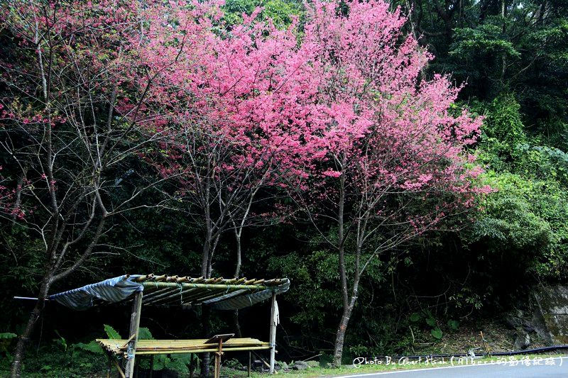 【櫻花】桃園復興．東眼山成福道路(桃119線)（美麗的山櫻花） @愛伯特吃喝玩樂全記錄