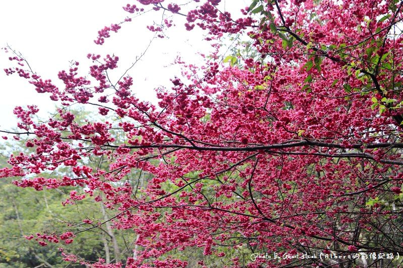 【櫻花】桃園復興．東眼山成福道路(桃119線)（美麗的山櫻花） @愛伯特吃喝玩樂全記錄