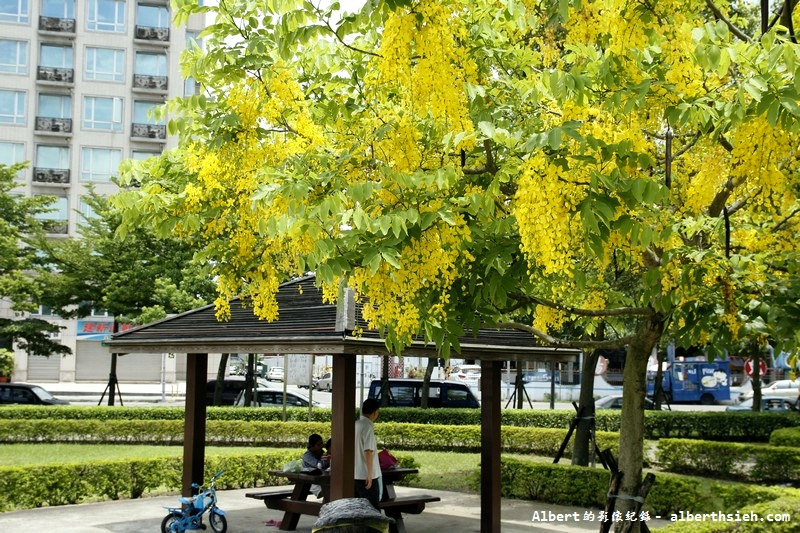 陽明公園．桃園景點（美麗浪漫的阿勃勒黃金雨） @愛伯特吃喝玩樂全記錄