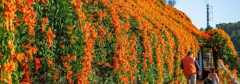 すべての美しい花の画像 50 花 Orange Range Pv