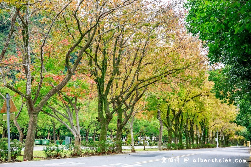桃園石門水庫楓葉（北台灣低海拔最佳的賞楓景點，楓林步道種植千棵楓樹/槭樹超壯觀） @愛伯特吃喝玩樂全記錄