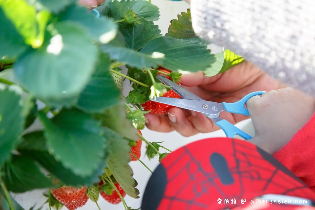 苗栗大湖草莓假期果園