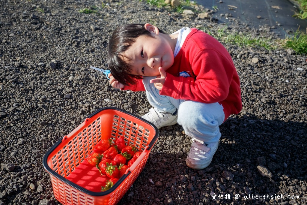 苗栗大湖草莓假期果園